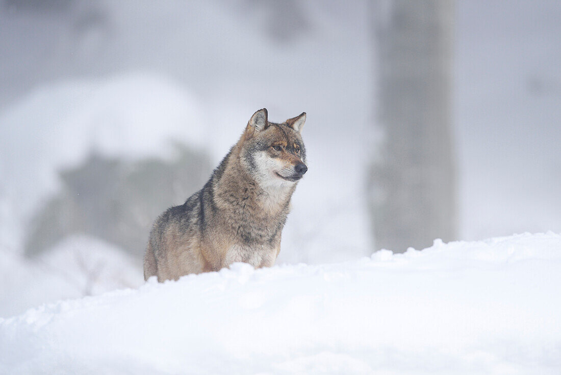 Close-up of a European grey wolf (canis lupus) in winter, Bavarian Forest, Bavaria, Germany