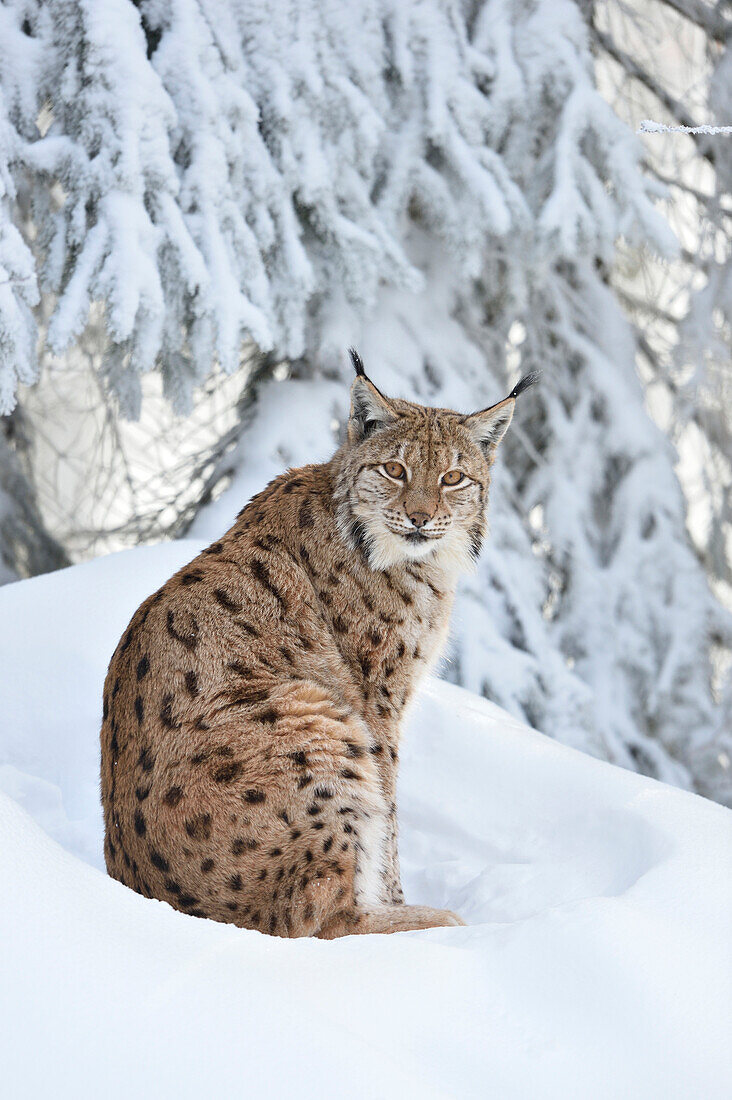 Nahaufnahme eines Europäischen Luchses (lynx lynx) im Schnee sitzend im Winter, Bayerischer Wald, Bayern, Deutschland