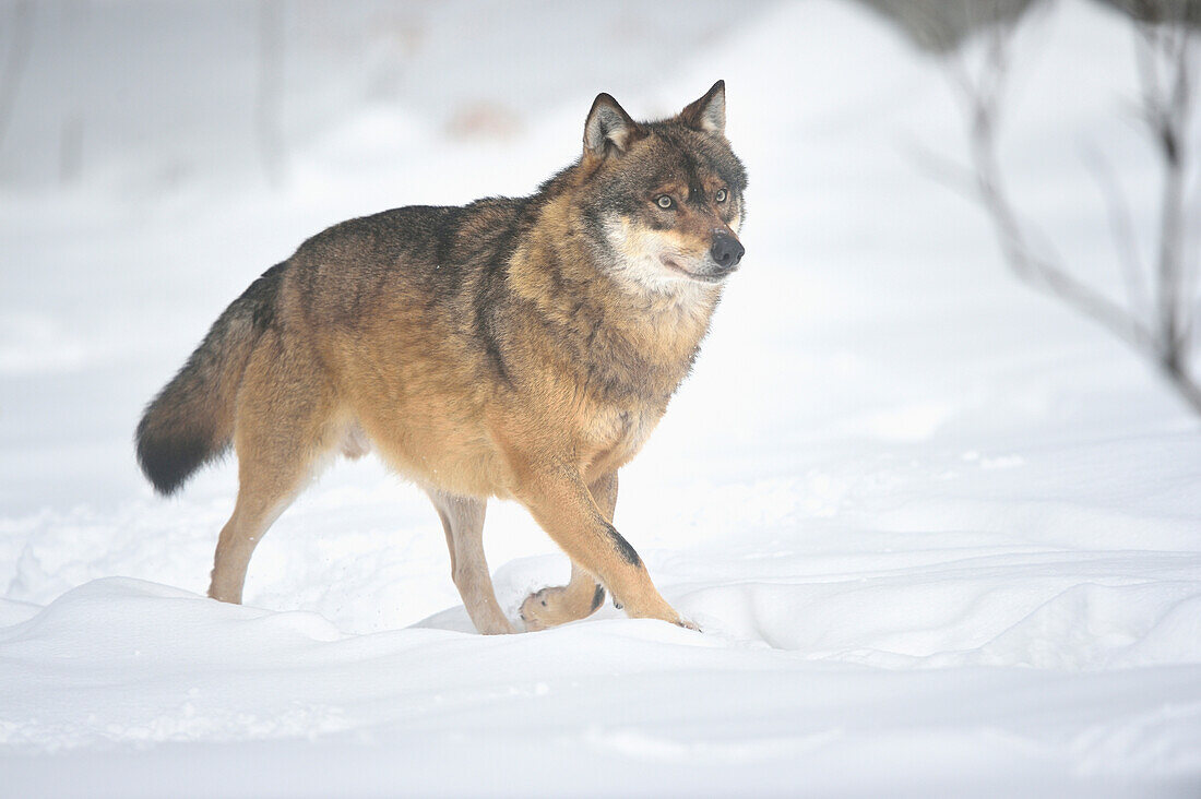 Europäischer Grauwolf (canis lupus) beim Spaziergang im Schnee im Winter, Bayerischer Wald, Bayern, Deutschland