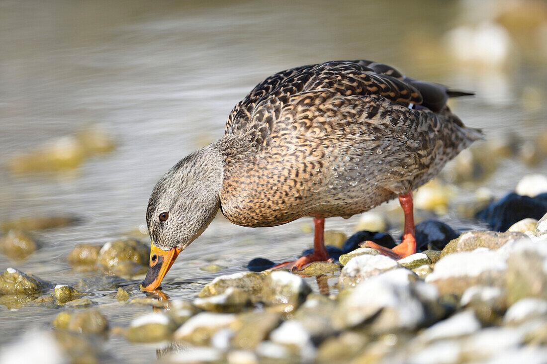 Close-up of a mallard duck (Anas platyrhynchos) looking for food on the shore of Lake Grundlsee in winter, Styria, Austria