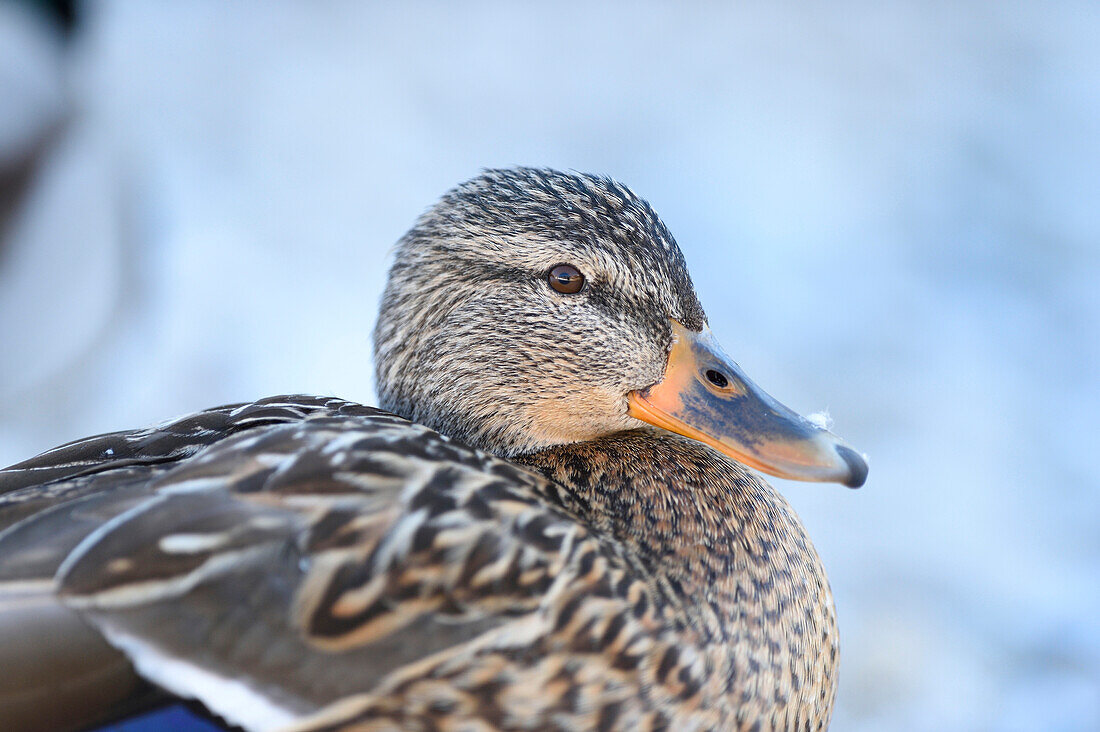 Close-up portrait of a mallard duck (Anas platyrhynchos), Lake Grundlsee in winter, Styria, Austria