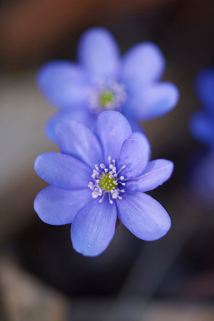 Close-up of a Common Hepatica (Anemone hepatica) flowering in spring, Bavaria, Germany