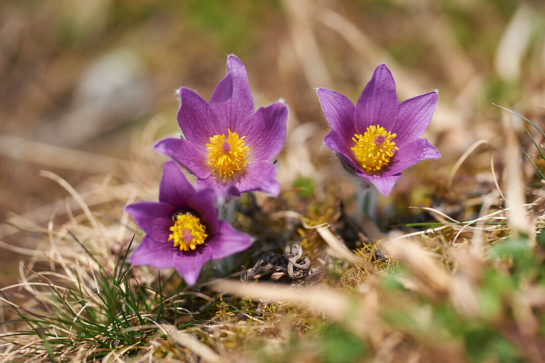 Nahaufnahme einer im Frühjahr blühenden Wiesenschaumkraut (Pulsatilla vulgaris), Bayern, Deutschland
