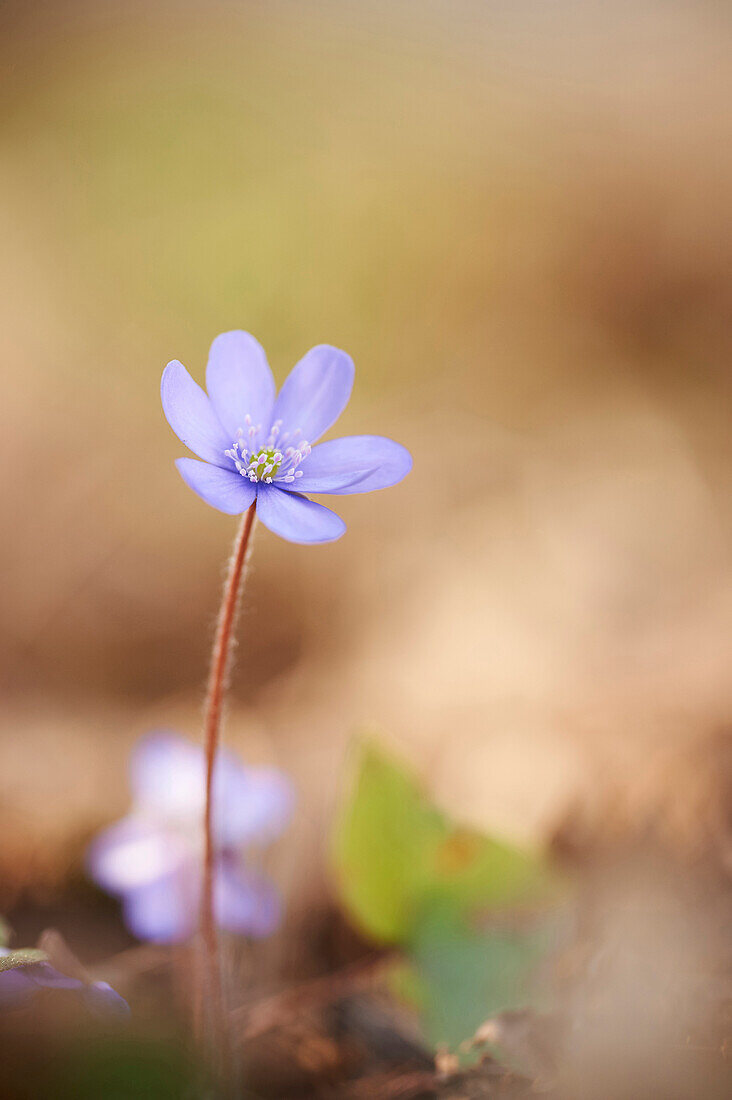 Close-up of a Common Hepatica (Anemone hepatica) flowering in spring, Bavaria, Germany