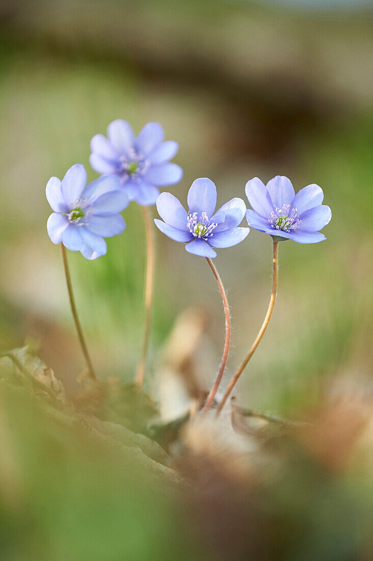 Close-up of a Common Hepatica (Anemone hepatica) flowering in spring, Bavaria, Germany