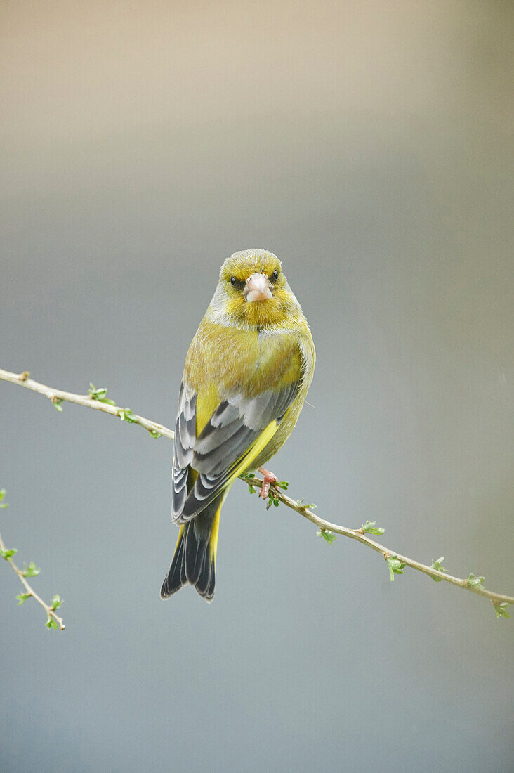 Close-up of European Greenfinch (Chloris chloris) Sitting on Branch in Early Spring, Styria, Austria