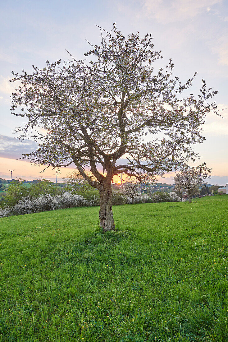 Landschaft mit Sauerkirschbaum (Prunus cerasus) bei Sonnenuntergang im Frühling, Oberpfalz, Bayern, Deutschland