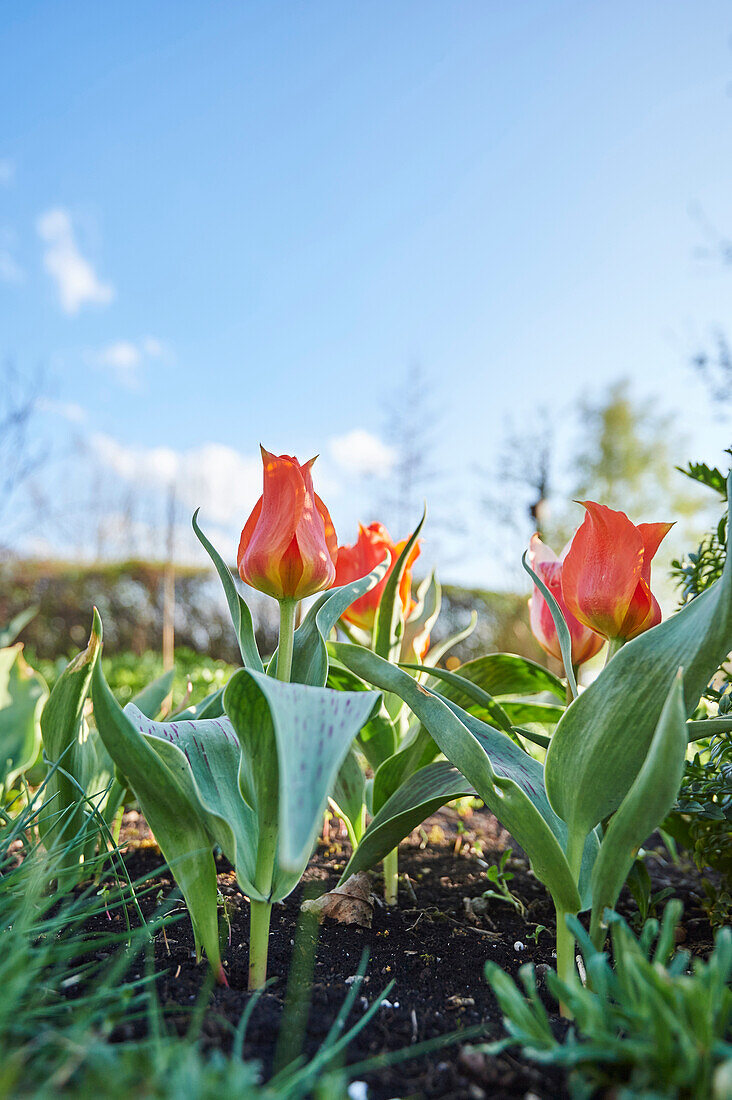 Close-up of Garden Tulip (Tulipa) Blossoms in Spring, Bavaria, Germany