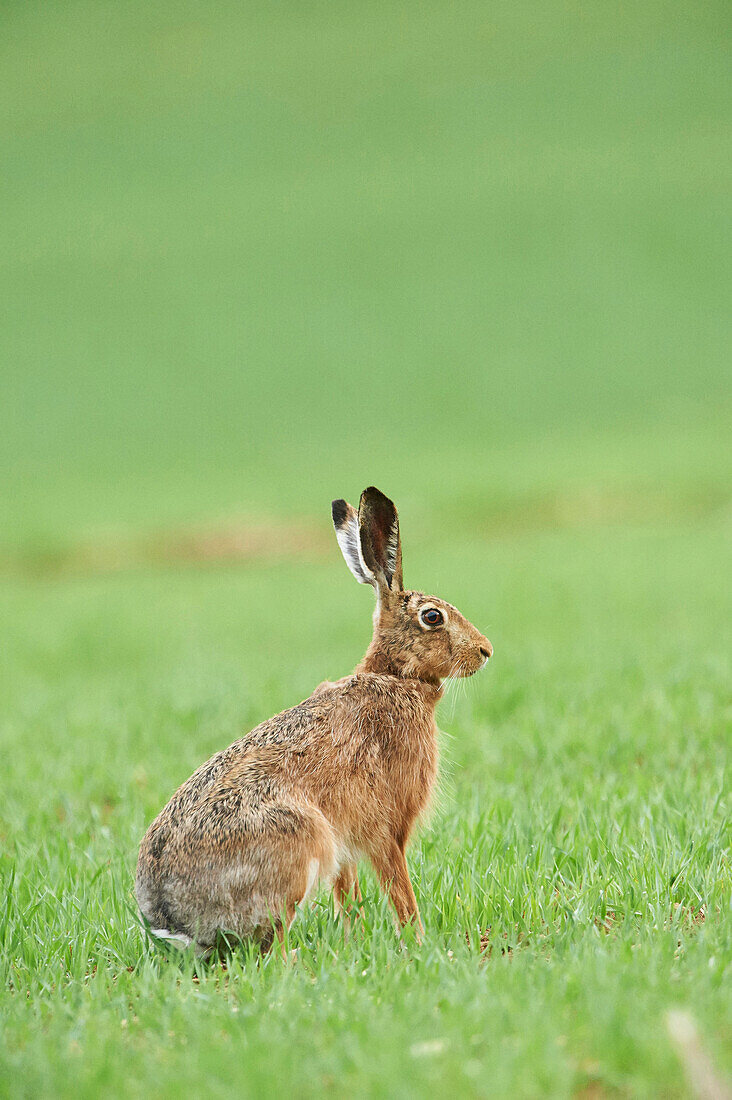 Nahaufnahme eines Feldhasen (Lepus europaeus) im Frühling, Oberpfalz, Bayern, Deutschland