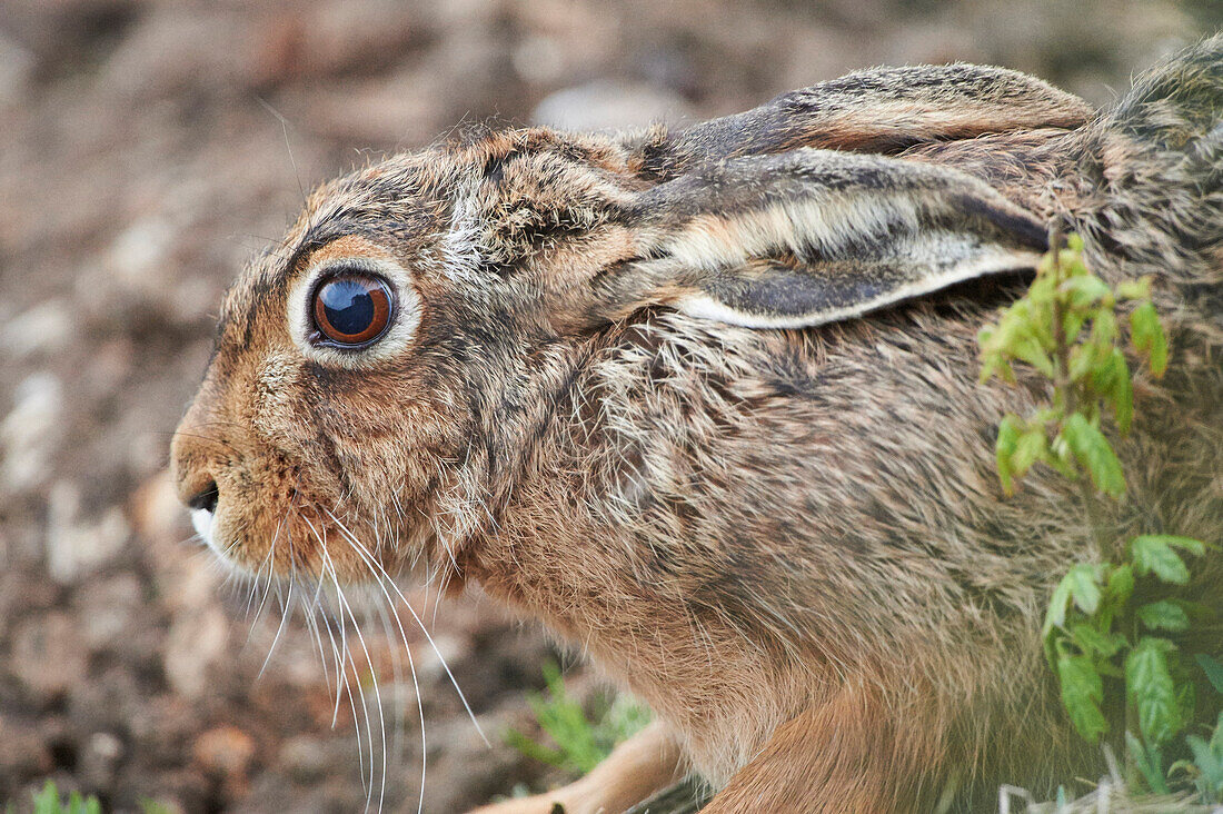 Nahaufnahme von Feldhase (Lepus europaeus) im Frühling, Oberpfalz, Bayern, Deutschland
