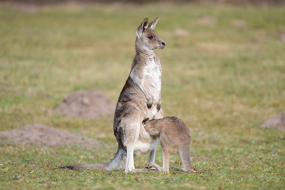 Eastern grey kangaroo (Macropus giganteus) mother with her joey on a meadow in spring, Bavaria, Germany