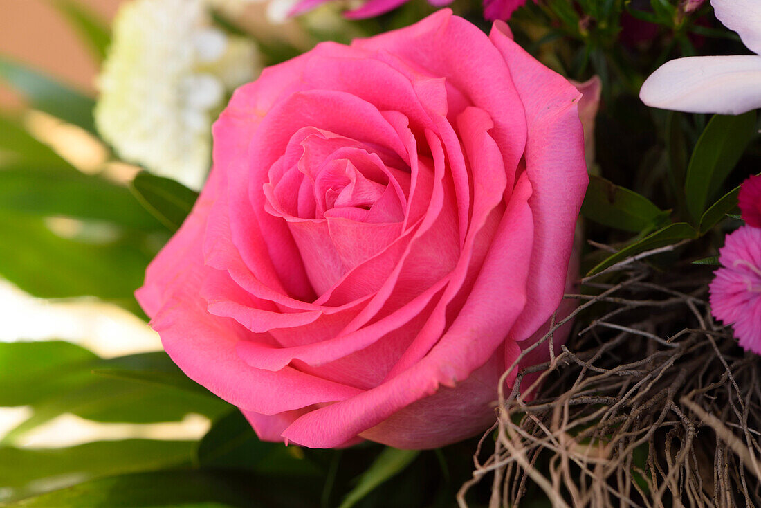 Nahaufnahme einer rosa Rose in einem Blumenstrauß