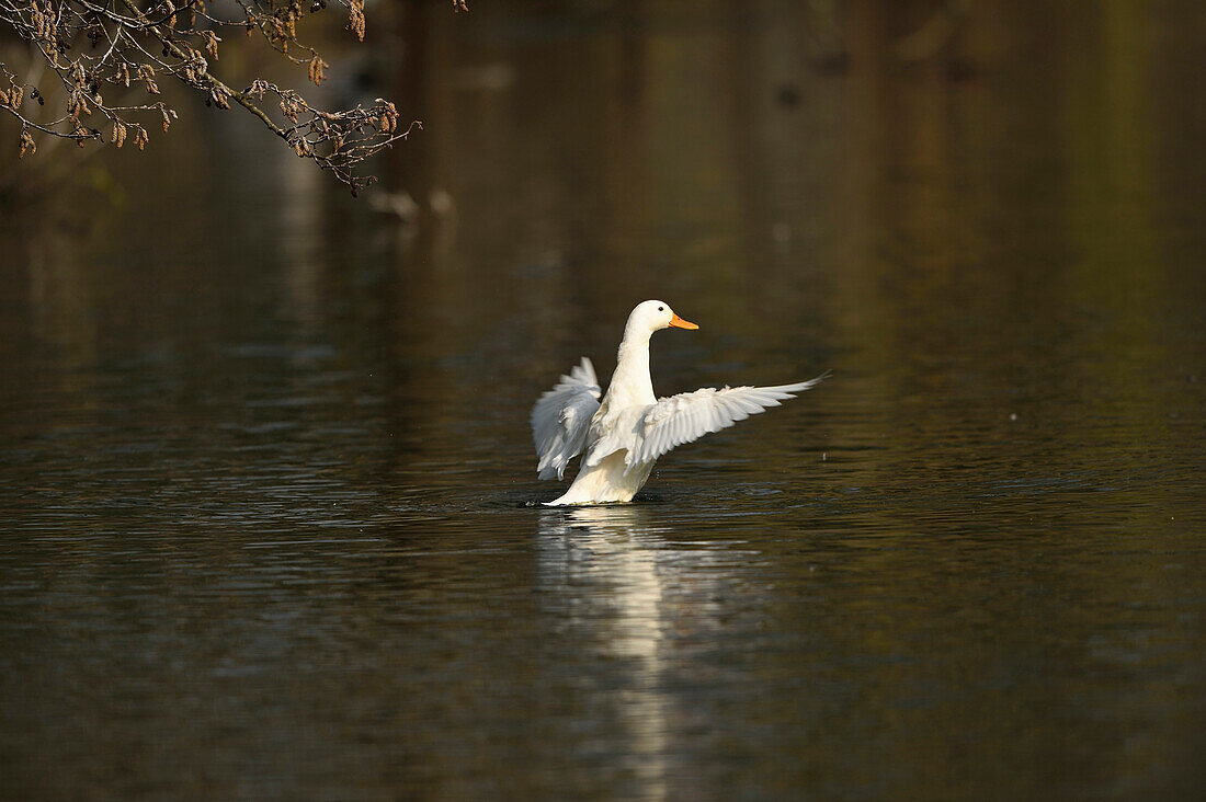 Domesticated duck on a lake in spring, Bavaria, Germany