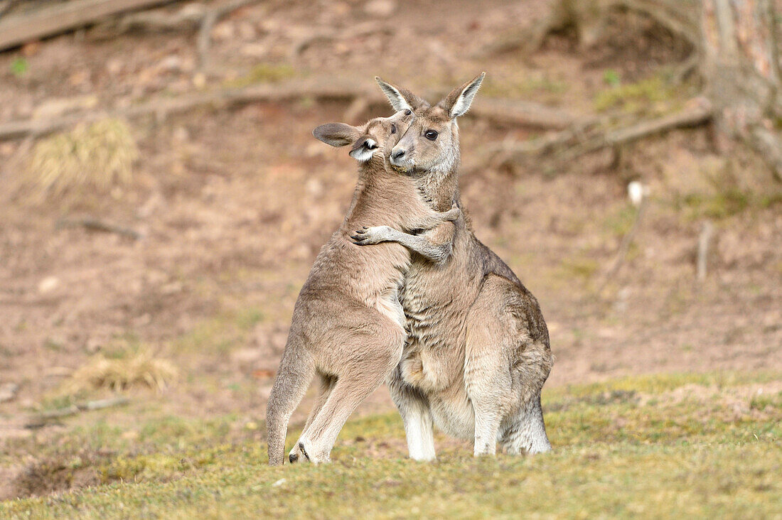 Östliches Graues Känguru (Macropus giganteus) Mutter mit Joey auf Wiese im Frühling, Bayern, Deutschland