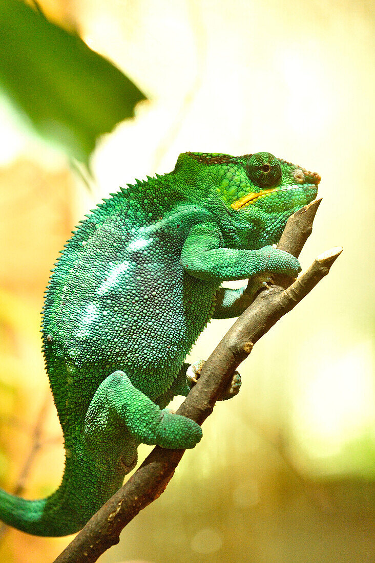 Nahaufnahme eines Pantherchamäleons (Furcifer pardalis) in einem Terrarium, Bayern, Deutschland