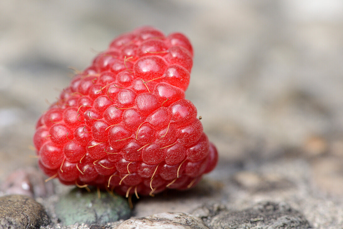 Nahaufnahme von Früchten der roten Himbeere (Rubus idaeus) in einem Garten im Sommer, Bayern, Deutschland