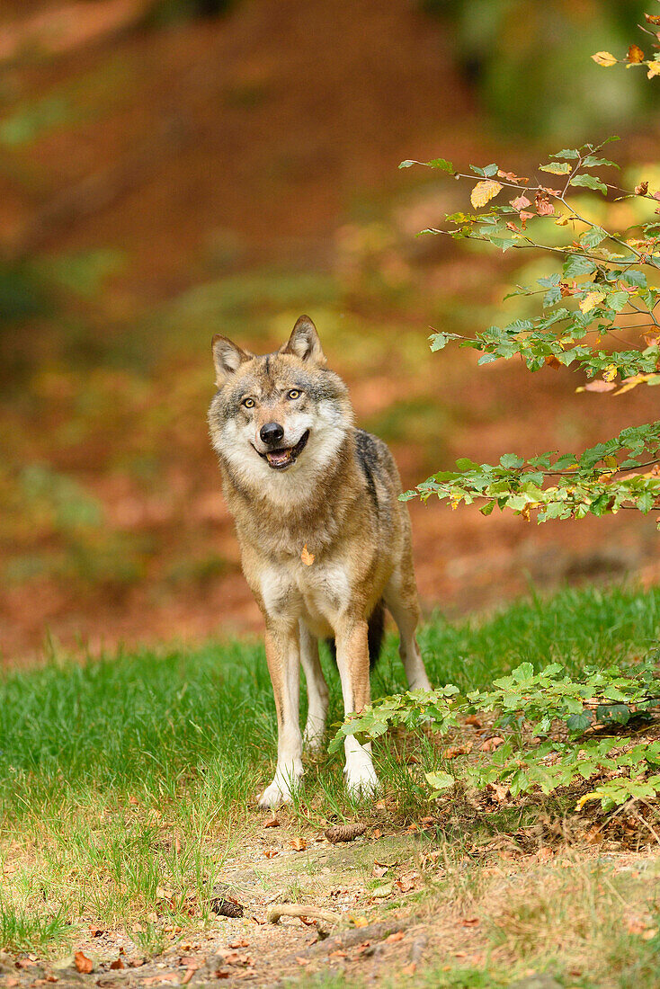 Portrait eines Wolfes (Canis lupus lupus) im Herbst, Nationalpark Bayerischer Wald, Bayern, Deutschland