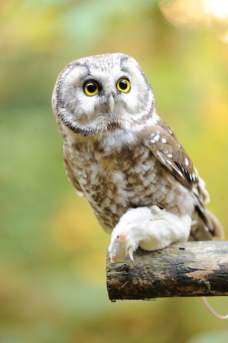 Close-up of Boreal Owl (Aegolius funereus) with Prey in Autumn, Bavarian Forest National Park, Bavaria, Germany