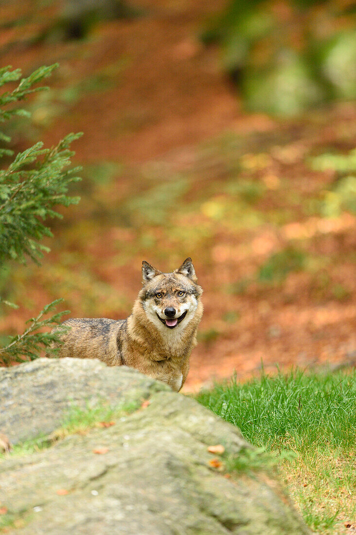 Porträt eines Eurasischen Wolfes (Canis lupus lupus) im Herbst, Nationalpark Bayerischer Wald, Bayern, Deutschland