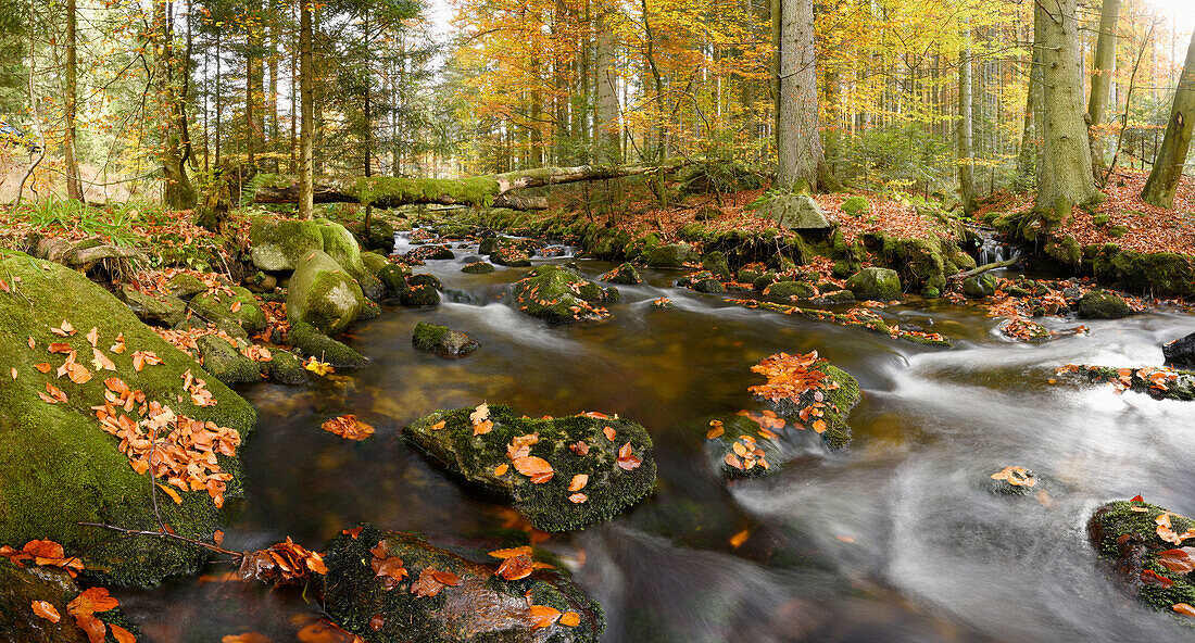 Landschaft eines Baches (Kleine Ohe), der im Herbst durch den Wald fließt, Nationalpark Bayerischer Wald, Bayern, Deutschland