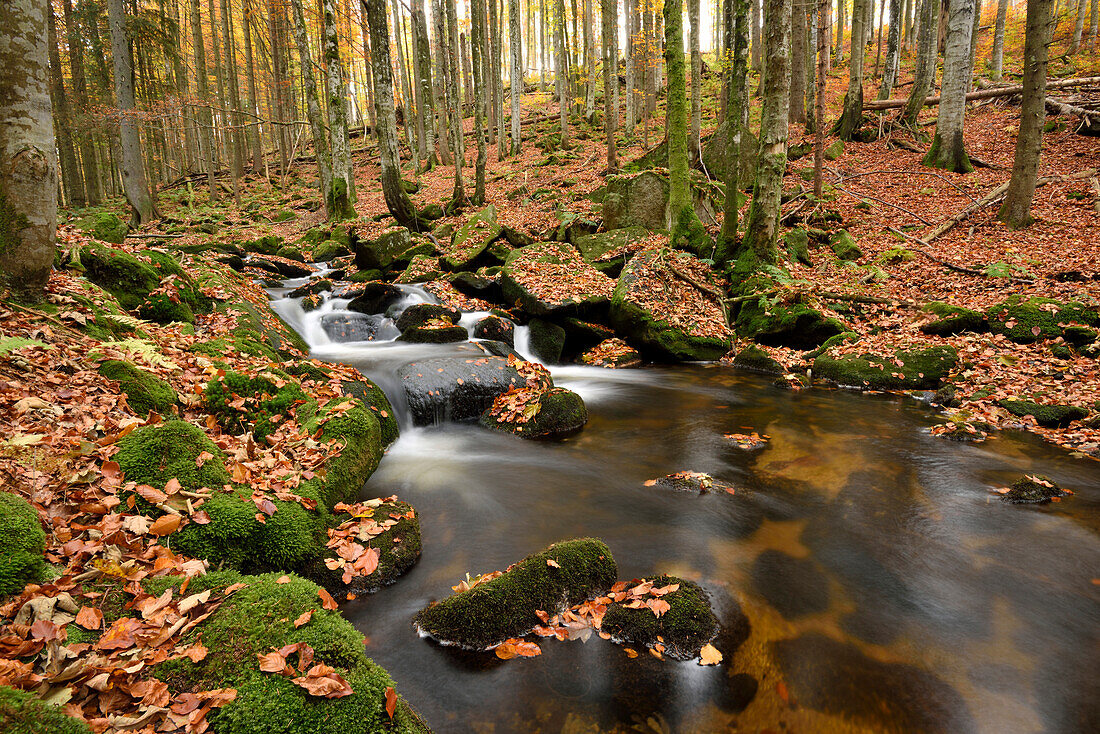 Flusslandschaft (Kleine Ohe) im Herbst, Nationalpark Bayerischer Wald, Bayern, Deutschland