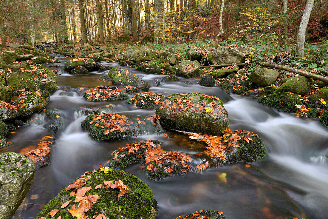 Landscape of a river (Kleine Ohe) flowing through the forest in autumn, Bavarian Forest National Park, Bavaria, Germany