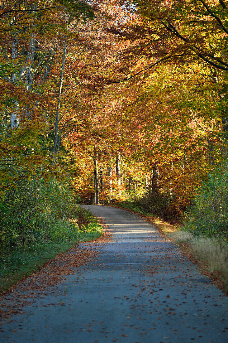 Landschaft einer von Rotbuchen (Fagus sylvatica) gesäumten Straße im Herbst, Nationalpark Bayerischer Wald, Bayern, Deutschland