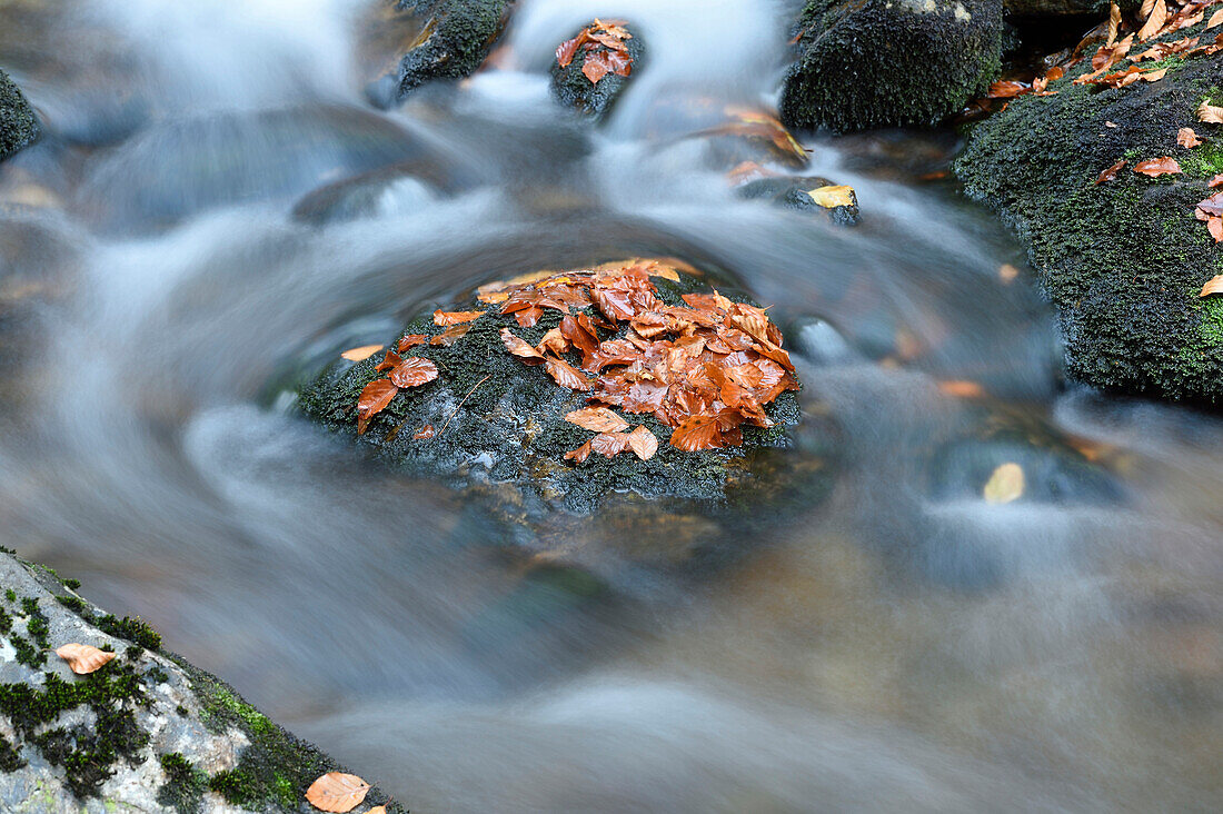 Close-up detail of rock and autumn leaves with flowing waters of a river in autumn, Bavarian Forest National Park, Bavaria, Germany
