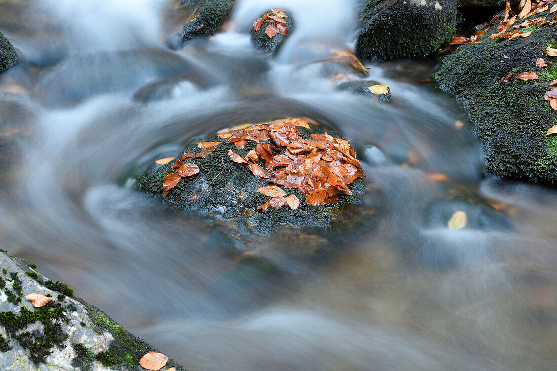 Nahaufnahme von Felsen und Herbstlaub mit fließendem Wasser eines Flusses im Herbst, Nationalpark Bayerischer Wald, Bayern, Deutschland