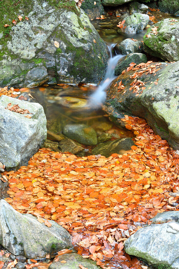 Nahaufnahme von Felsen und Herbstlaub mit fließendem Wasser eines Flusses im Herbst, Nationalpark Bayerischer Wald, Bayern, Deutschland