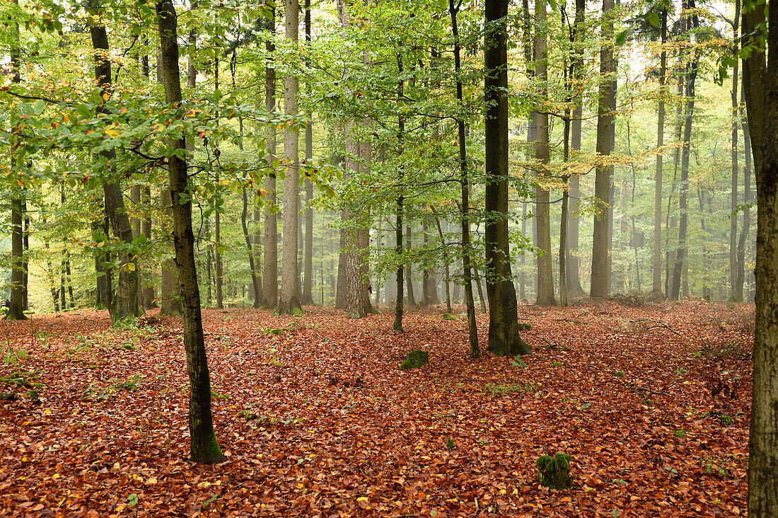 Landschaft eines Rotbuchenwaldes (Fagus sylvatica) im Herbst, Oberpfalz, Bayern, Deutschland