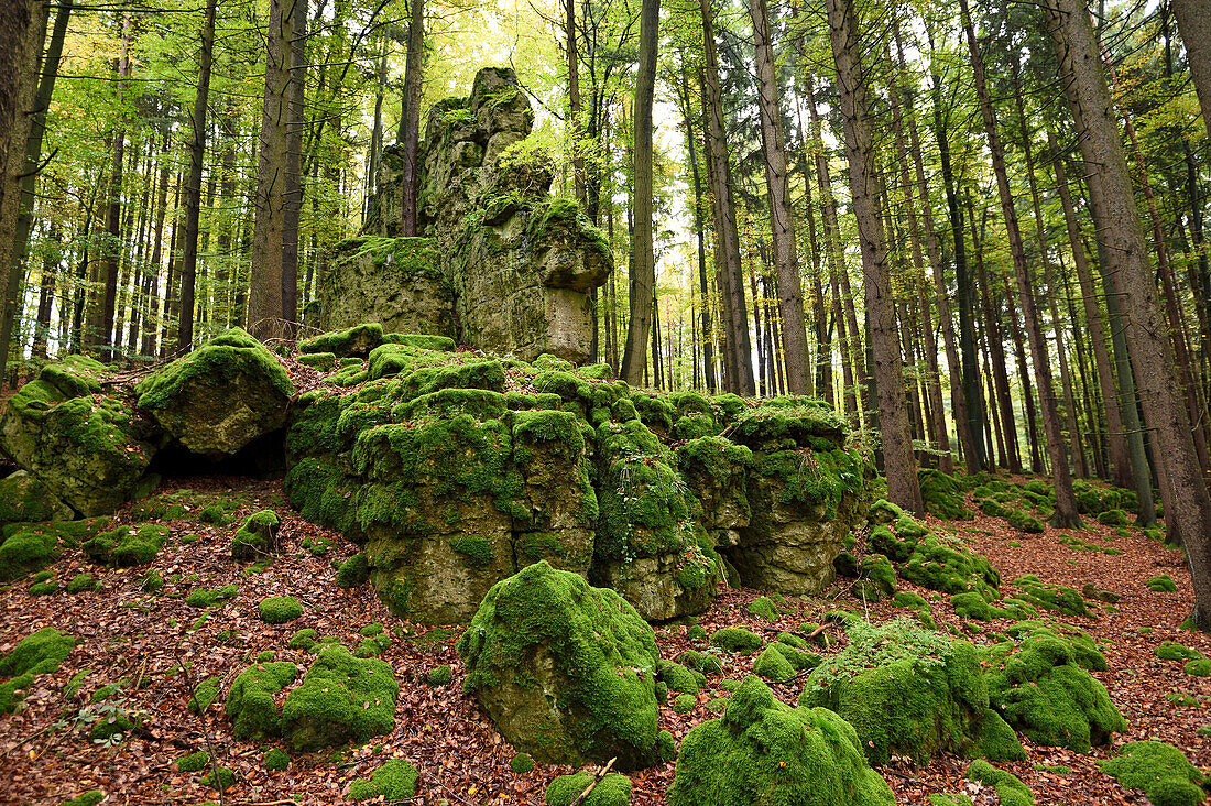 Moosbewachsene Felsen in einem Rotbuchenwald (Fagus sylvatica) im Herbst, Oberpfalz, Bayern, Deutschland