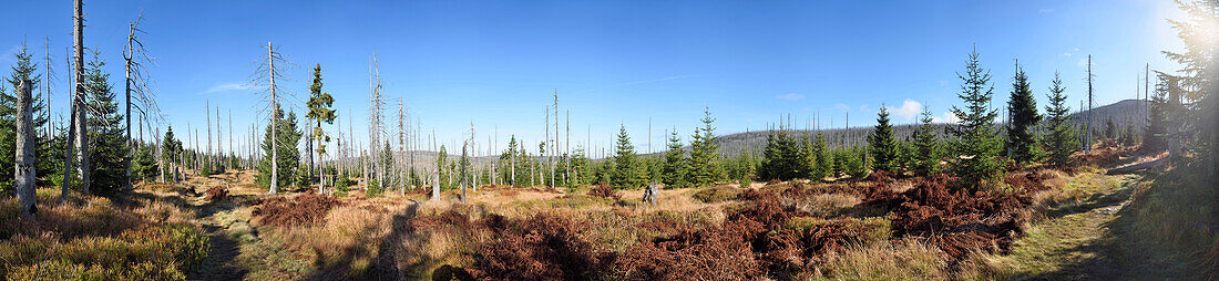 Landschaft mit abgestorbenen Fichten (Picea abies), vom Borkenkäfer (Scolytidae) befallen, Nationalpark Bayerischer Wald, Bayern, Deutschland