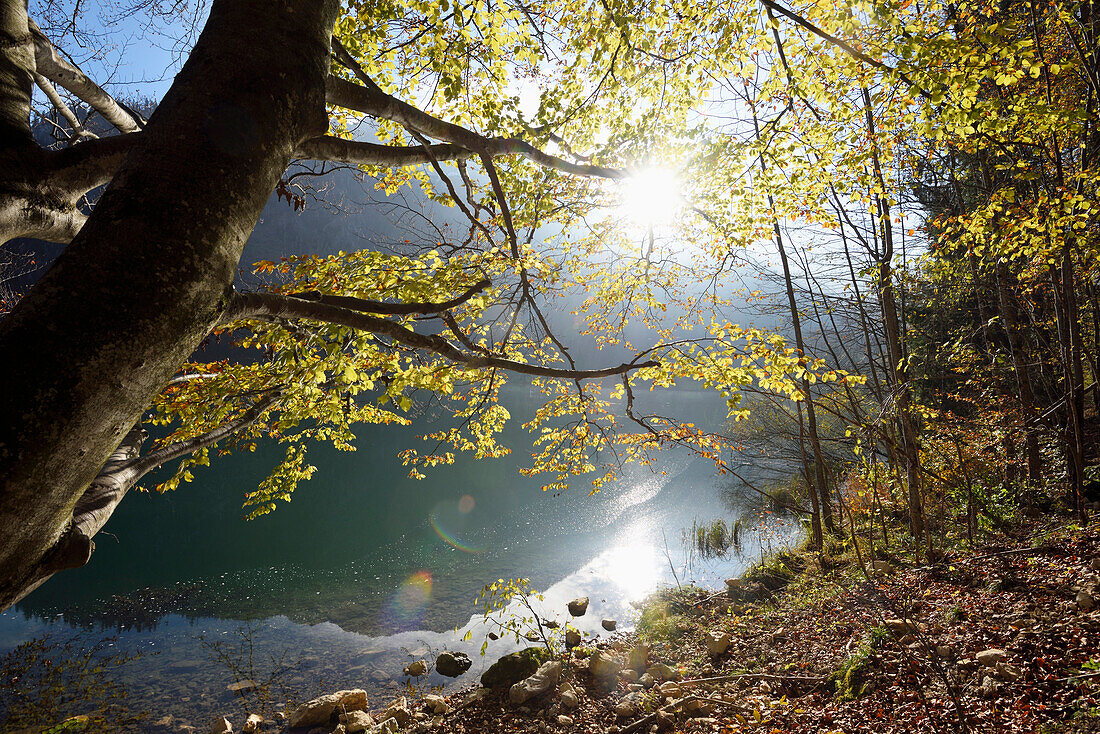 European Beech (Fagus sylvatica) Tree beside Langbathsee in Autumn, Austria