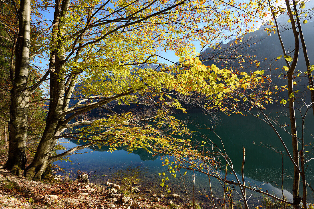 Rotbuche (Fagus sylvatica) Baum am Langbathsee im Herbst, Österreich