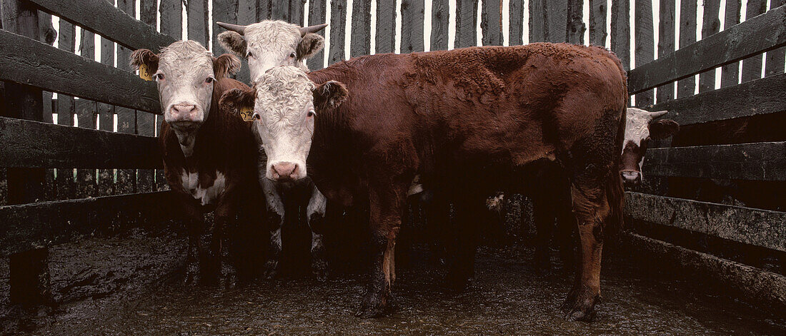 Cattle, Alberta, Canada