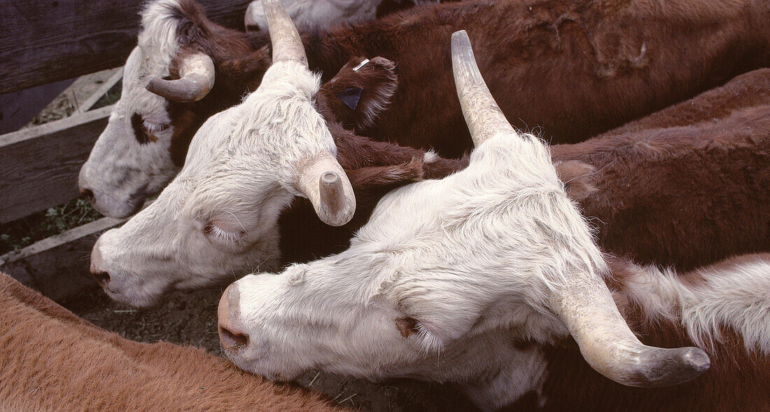 Cattle, Clinton, British Columbia, Canada