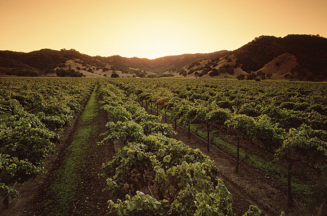 Weinberg, Nordkalifornien, USA