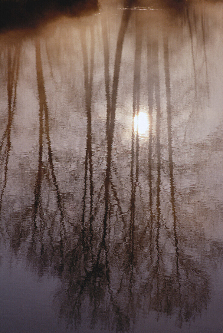 Trees Reflected in Water