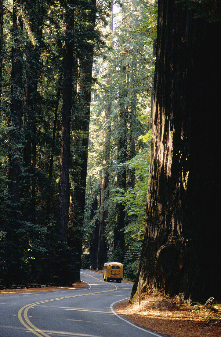 Allee der Giganten, Redwoods, Kalifornien, USA