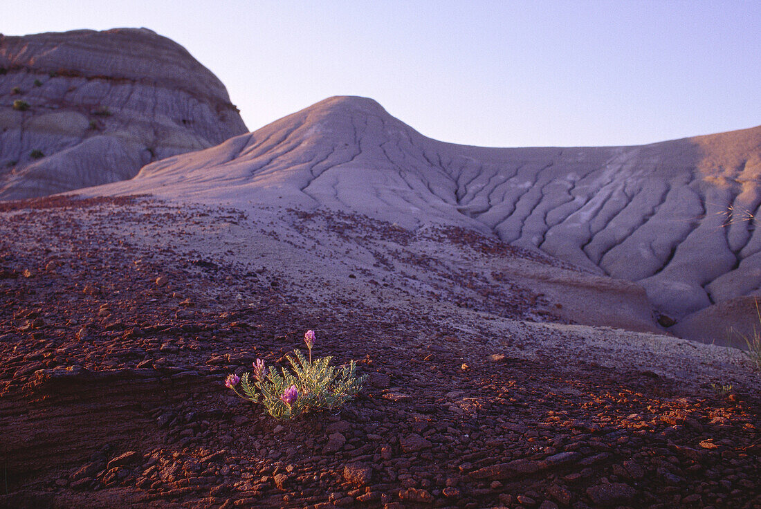 Dinosaur Provincial Park, Alberta, Canada