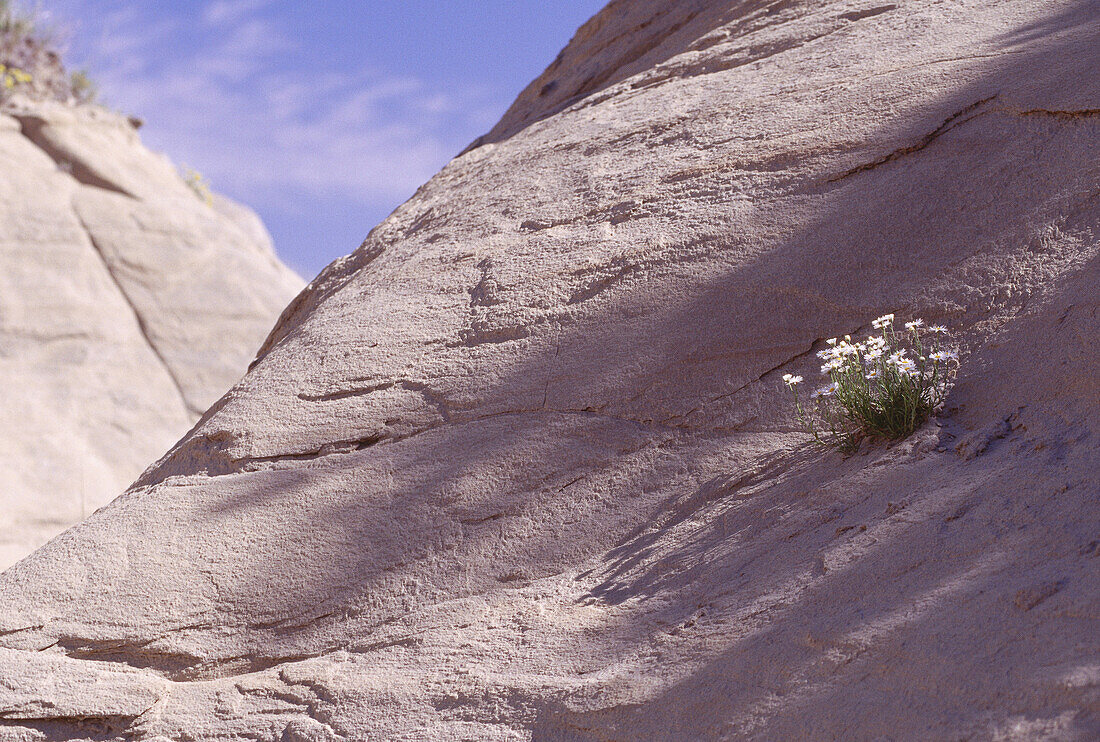 Dinosaur Provincial Park, Alberta, Canada