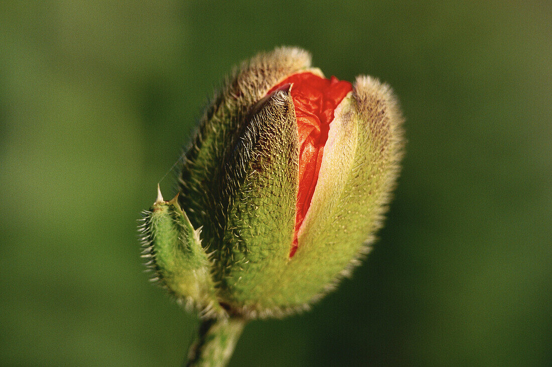 Blühender Mohn