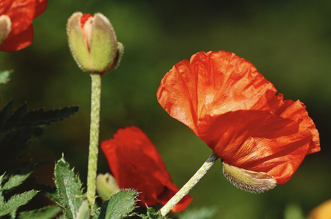 Poppies