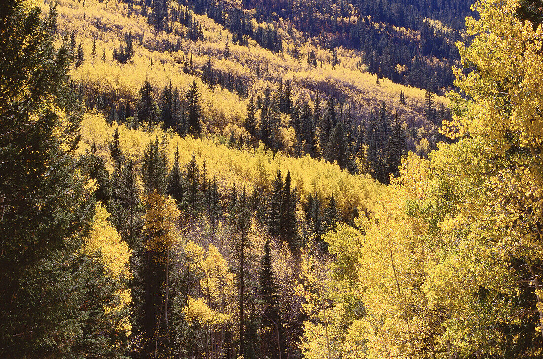 Fall Aspens, Colorado, USA
