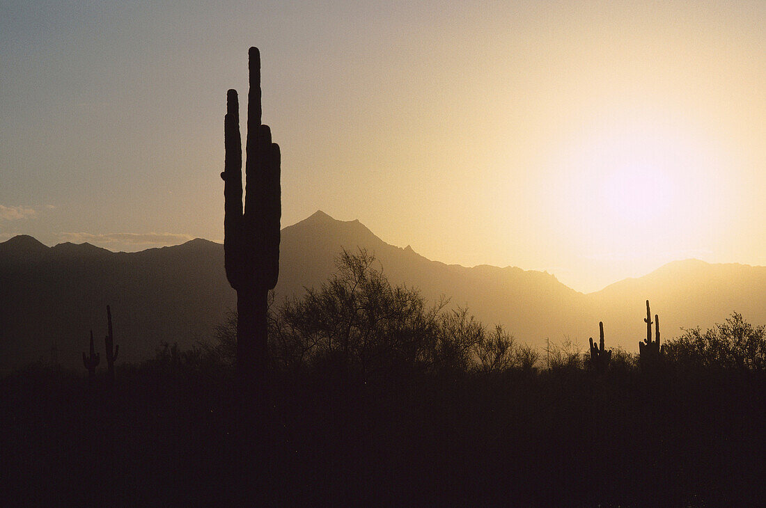 Cactus, Arizona, USA
