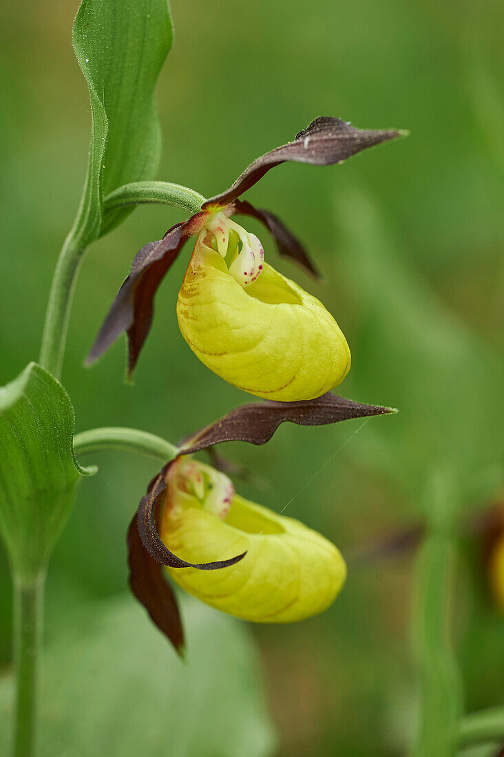 Nahaufnahme der Blüte des Frauenschuh-Knabenkrauts (Cypripedium calceolus) im Wald im Frühsommer, Oberpfalz, Bayern, Deutschland