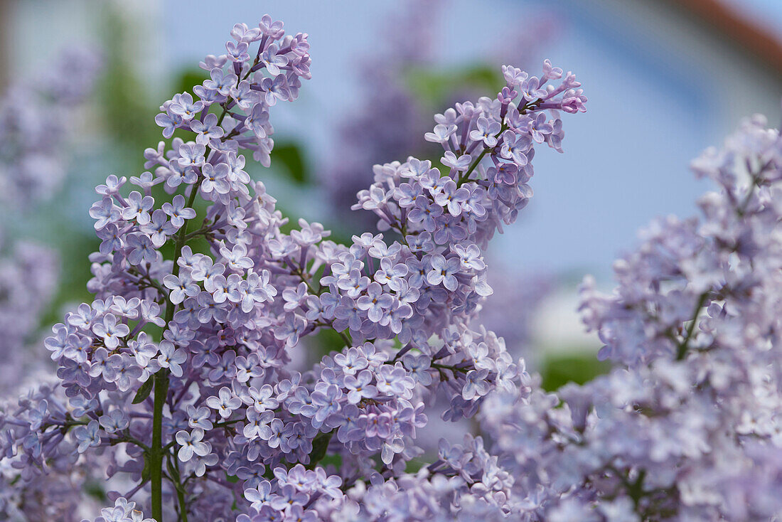 Close-up of common lilac (Syringa vulgaris) blossoms in early summer, Upper Palatinate, Bavaria, Germany
