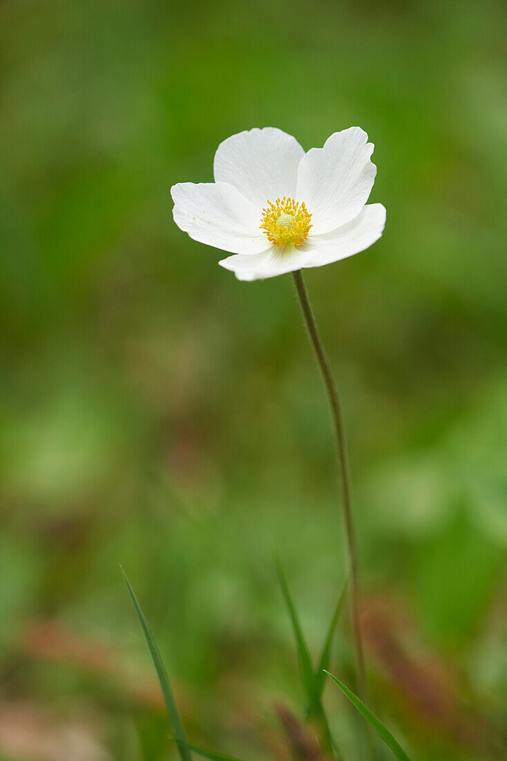 Close-up of a snowdrop anemone (Anemone sylvestris) blossom in early summer, Upper Palatinate, Bavaria, Germany
