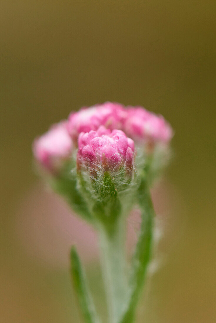 Close-up of Mountain Everlasting (Antennaria dioica) blossoms in early summer, Upper Palatinate, Bavaria, Germany